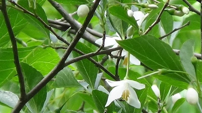エゴノキの花 横浜市旭区今宿東町