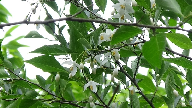 エゴノキの花 横浜市旭区今宿東町