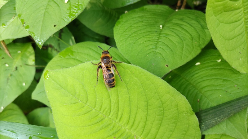 ミズヒキの葉のツチバチ 横浜市旭区帷子川親水緑道