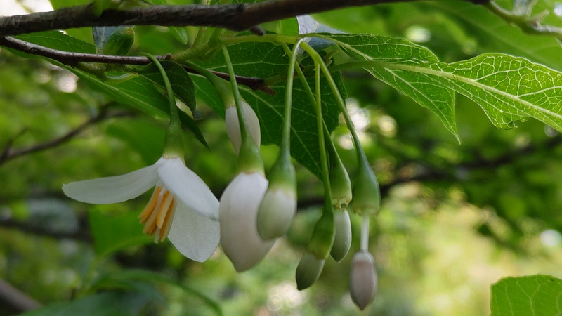エゴノキの花 横浜市旭区帷子川親水緑道