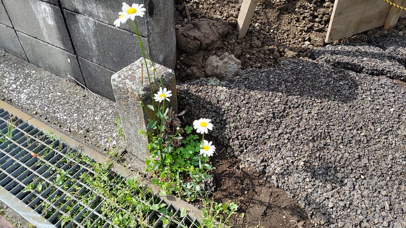 フランスギクの花 横浜市旭区鶴ヶ峰