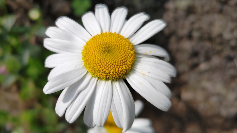 フランスギクの花 横浜市旭区鶴ヶ峰