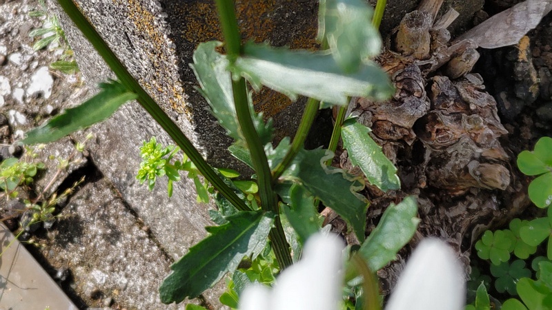 フランスギクの葉 横浜市旭区鶴ヶ峰
