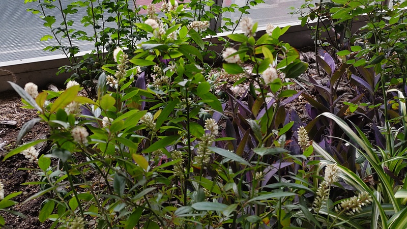 コバノズイナ 横浜市旭区二俣川