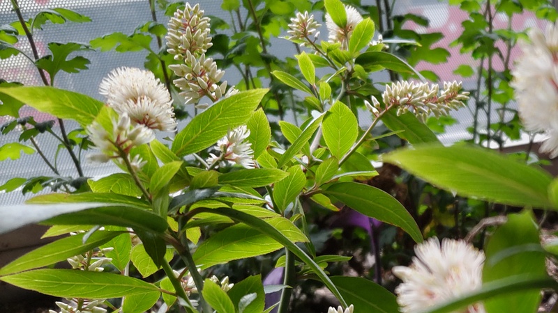 コバノズイナ 横浜市旭区二俣川