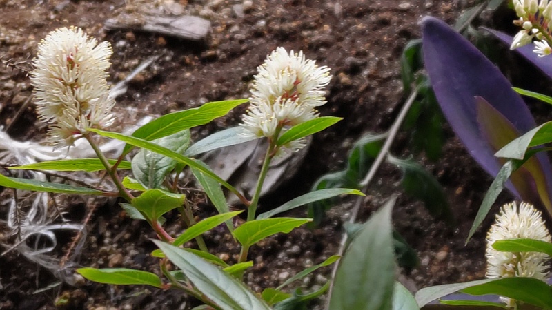コバノズイナ 横浜市旭区二俣川