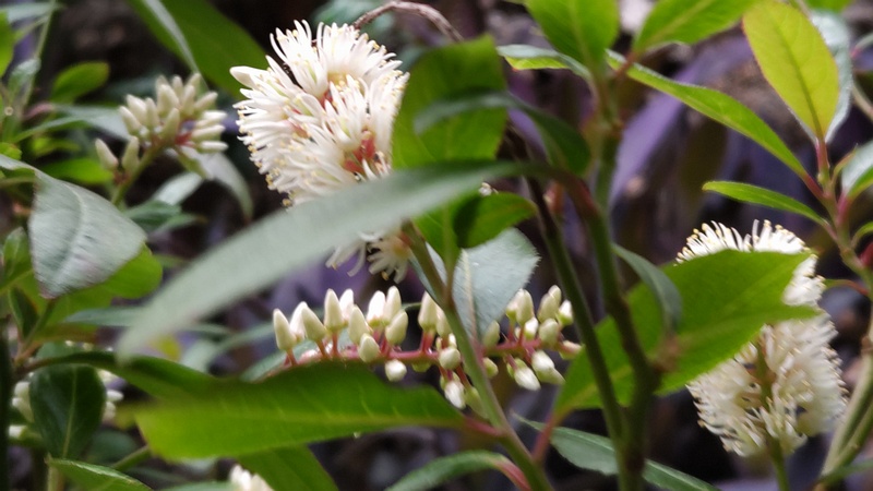 コバノズイナ 横浜市旭区二俣川
