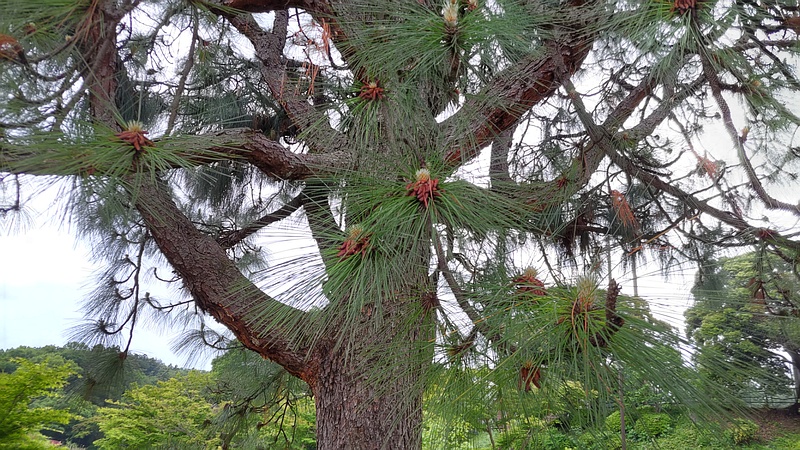 ダイオウショウの花 横浜市旭区大池町こども自然公園