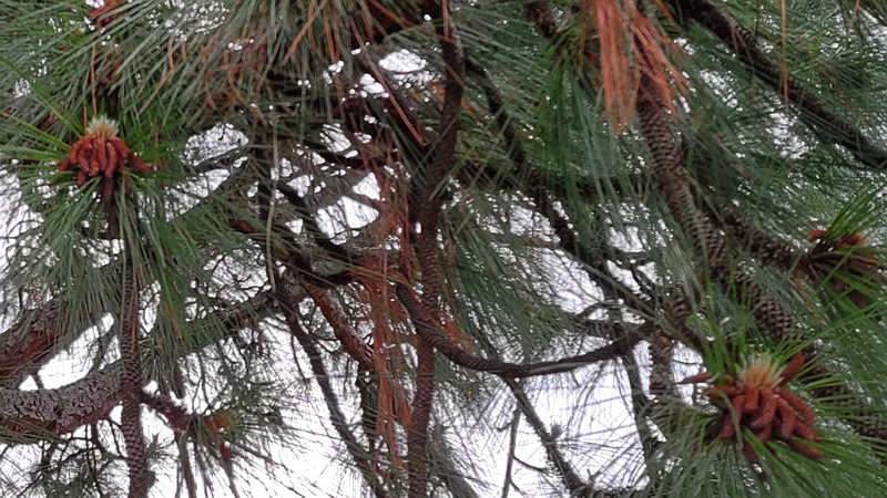 ダイオウショウの花 横浜市旭区大池町こども自然公園