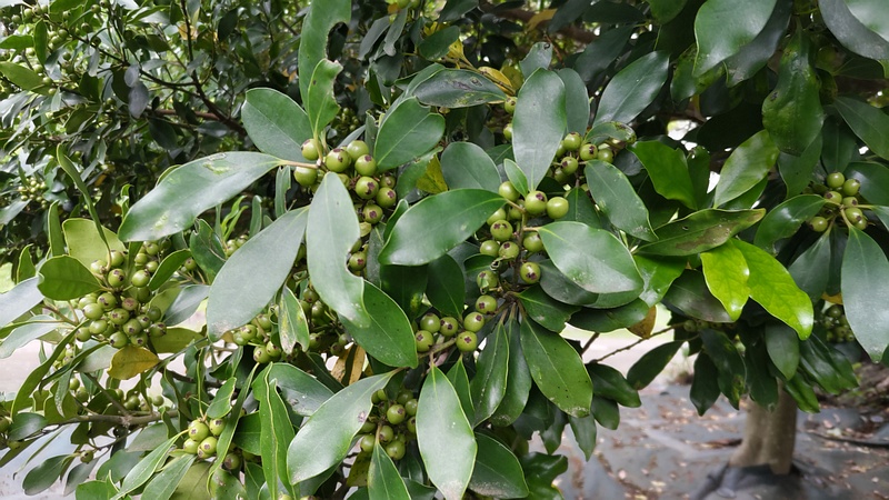 モチノキの若い果実 横浜市旭区大池町こども自然公園