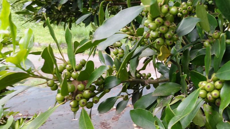 モチノキの若い果実 横浜市旭区大池町こども自然公園
