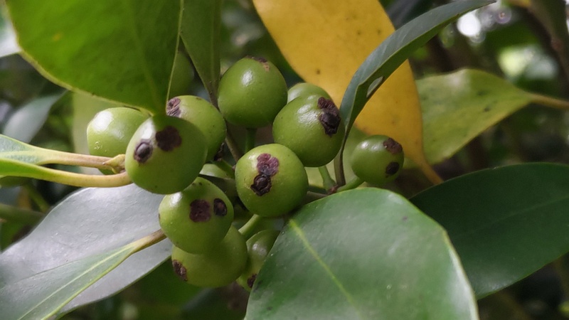 モチノキの若い果実 横浜市旭区大池町こども自然公園