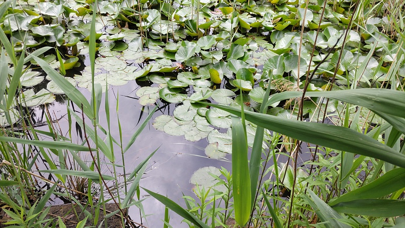 スイレン 横浜市旭区大池町こども自然公園