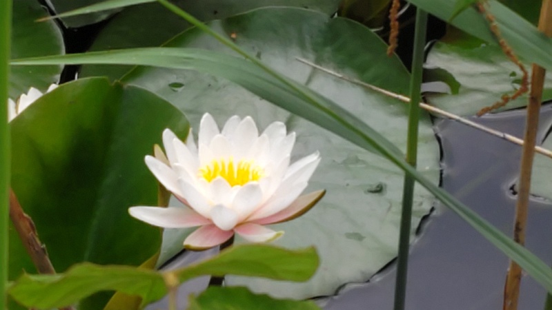 スイレンの花 横浜市旭区大池町こども自然公園