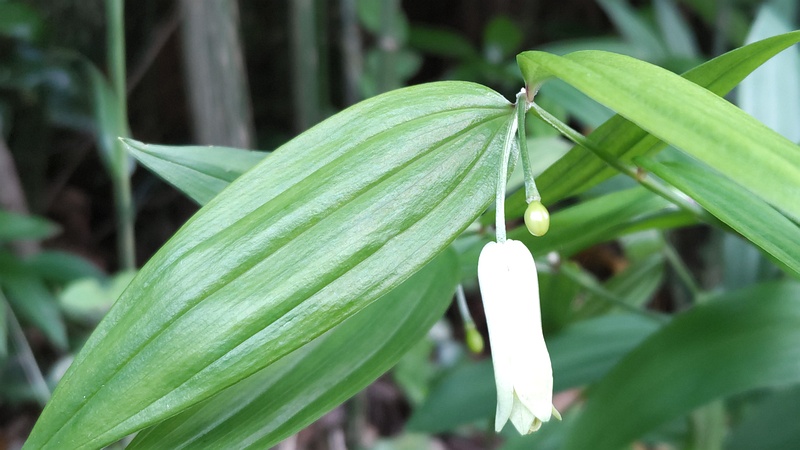 ホウチャクソウの若い果実 横浜市旭区大池町こども自然公園