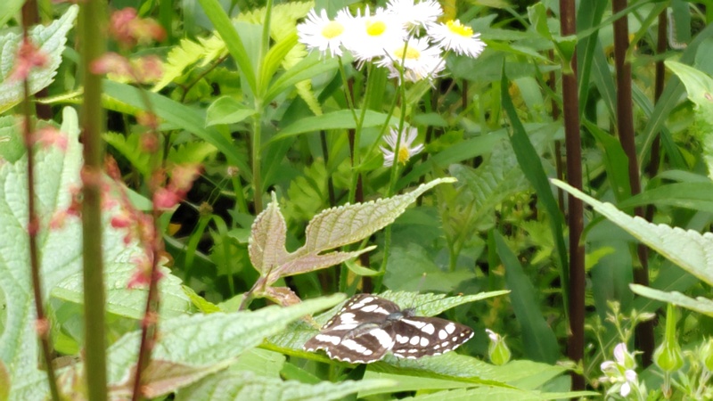 コミスジ 横浜市旭区大池町こども自然公園