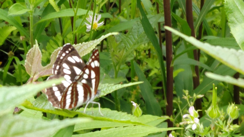 コミスジ 横浜市旭区大池町こども自然公園