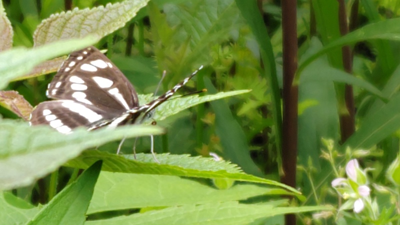 コミスジ 横浜市旭区大池町こども自然公園