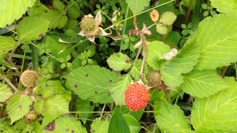 クサイチゴの果実 横浜市旭区大池町こども自然公園