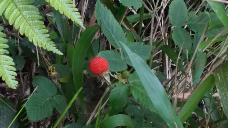 クサイチゴの果実 横浜市旭区大池町こども自然公園