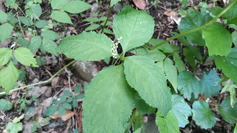 フタリシズカの花 横浜市旭区大池町こども自然公園