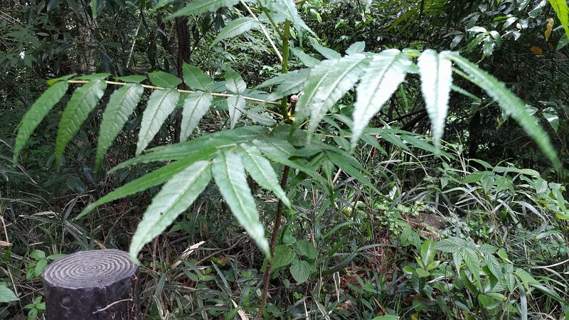 カラスザンショウ 横浜市旭区大池町こども自然公園