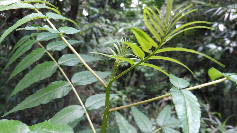 カラスザンショウ 横浜市旭区大池町こども自然公園