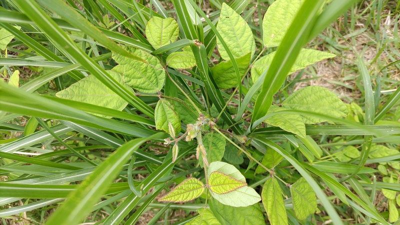 ヤブマメ 横浜市旭区大池町こども自然公園