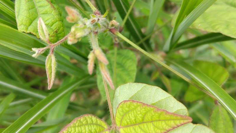 ヤブマメ 横浜市旭区大池町こども自然公園