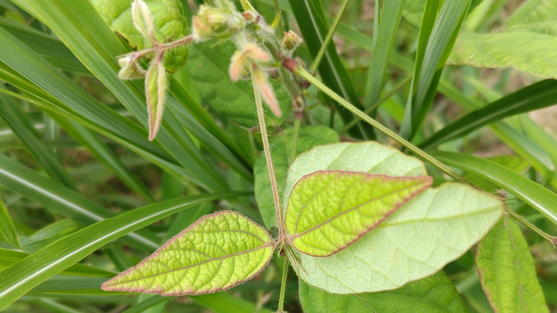 ヤブマメ 横浜市旭区大池町こども自然公園