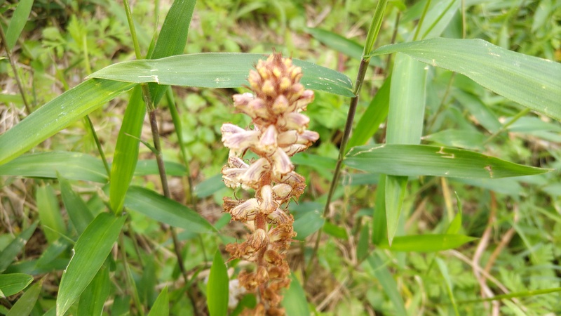 ヤセウツボ 横浜市旭区大池町こども自然公園