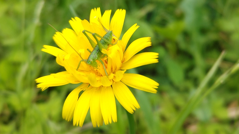ジシバリの花のヤブキリの幼虫 横浜市旭区大池町こども自然公園