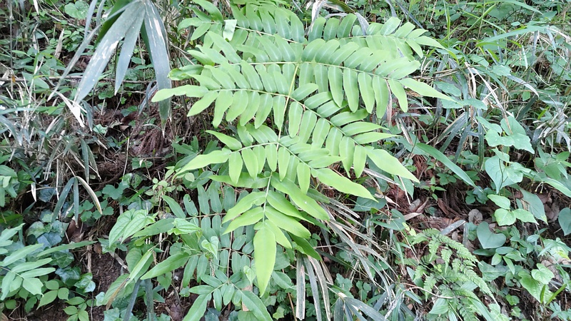 ゼンマイ 横浜市旭区大池町こども自然公園