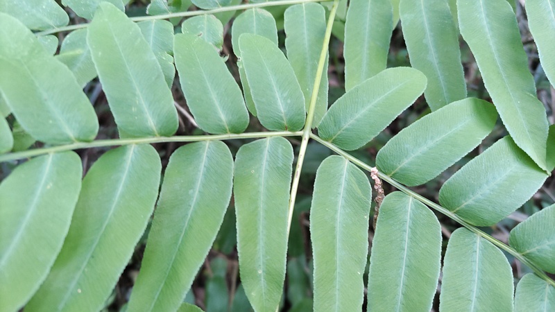 ゼンマイ 横浜市旭区大池町こども自然公園