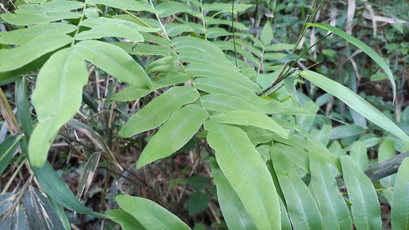 ゼンマイ 横浜市旭区大池町こども自然公園