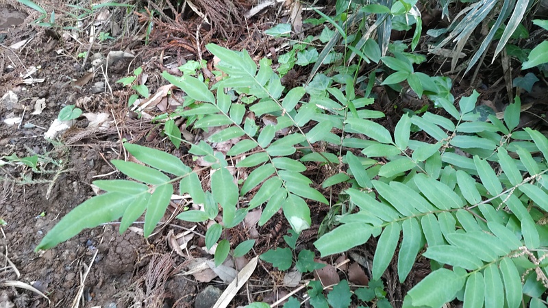 ゼンマイ 横浜市旭区大池町こども自然公園