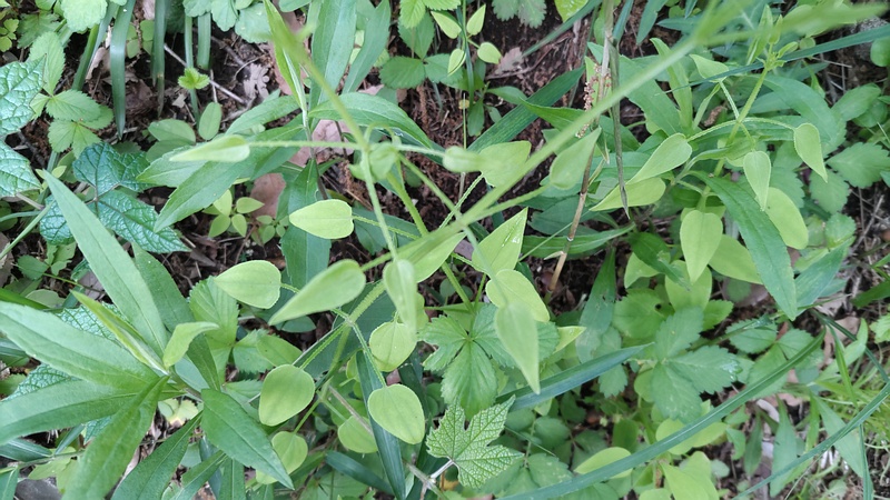 アカネ 横浜市旭区大池町こども自然公園