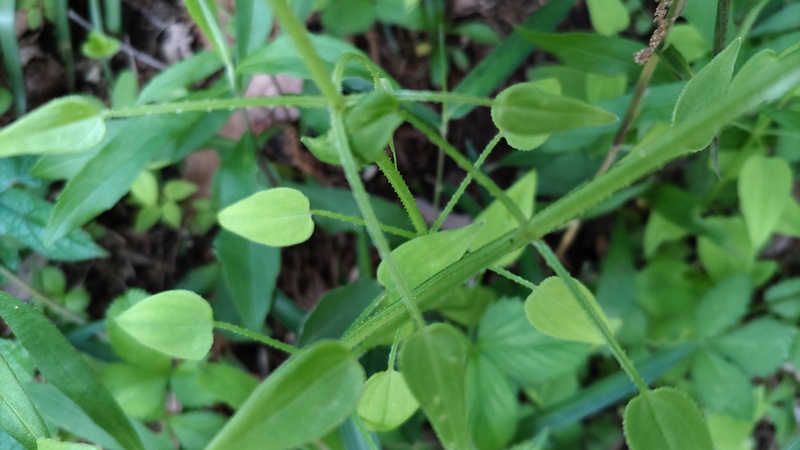 アカネ 横浜市旭区大池町こども自然公園