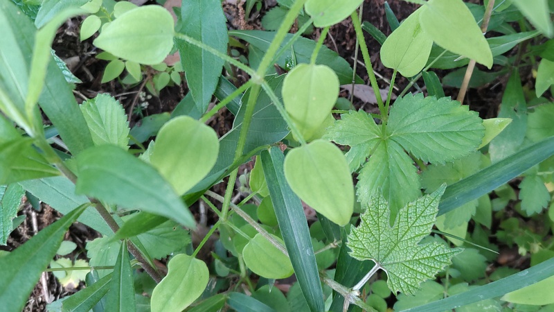 アカネ 横浜市旭区大池町こども自然公園