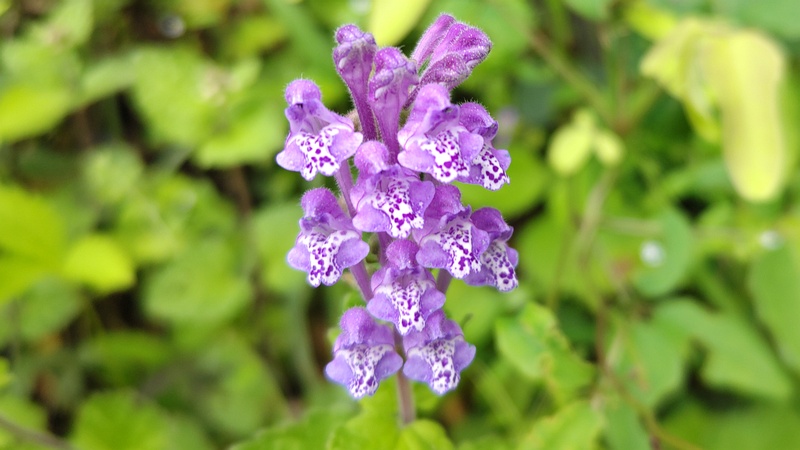 タツナミソウの花 横浜市旭区大池町こども自然公園