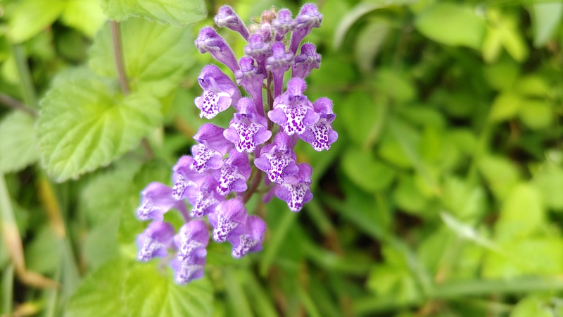 タツナミソウの花 横浜市旭区大池町こども自然公園