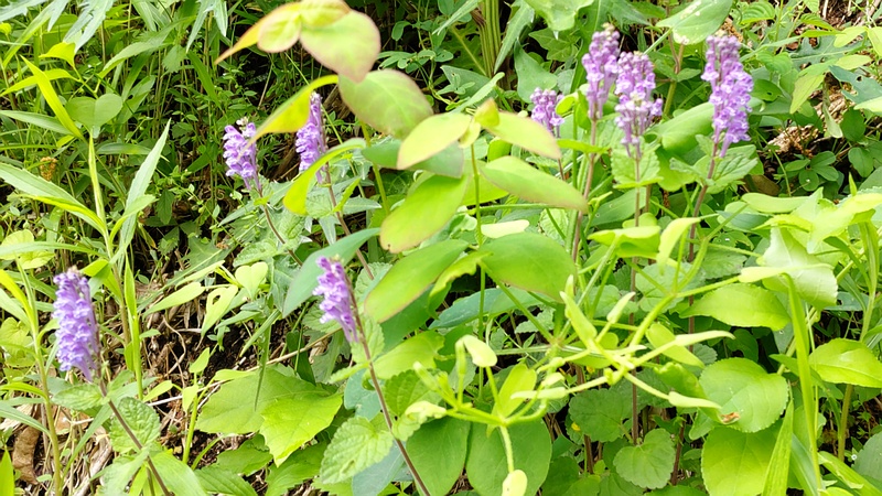 タツナミソウの花 横浜市旭区大池町こども自然公園