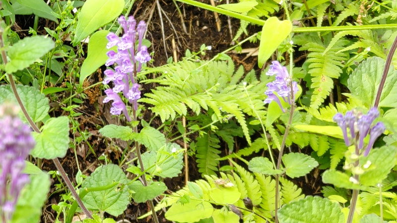タツナミソウの花 横浜市旭区大池町こども自然公園
