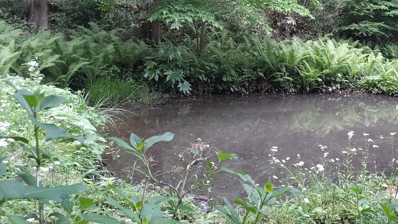 クサソテツ 横浜市旭区大池町こども自然公園