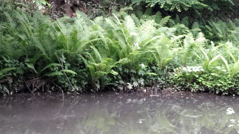 クサソテツ 横浜市旭区大池町こども自然公園