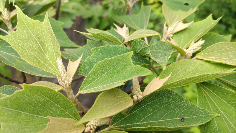 アカメガシワの蕾 横浜市旭区大池町こども自然公園