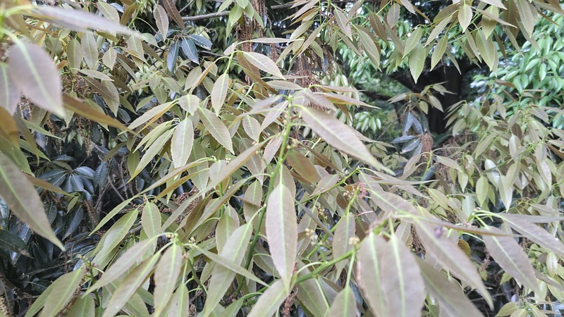 シラカシの雌花 横浜市旭区大池町こども自然公園