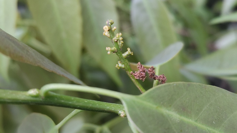 シラカシの雌花 横浜市旭区大池町こども自然公園