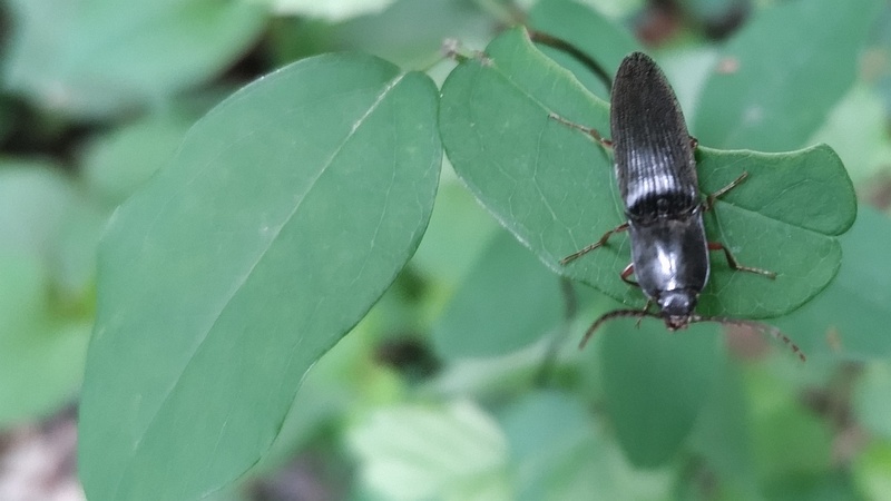 クシコメツキ 横浜市旭区大池町こども自然公園