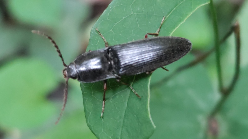 クシコメツキ 横浜市旭区大池町こども自然公園